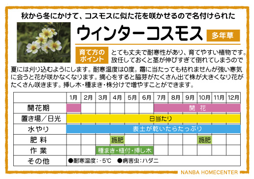 ウィンターコスモス ナンバホームセンター