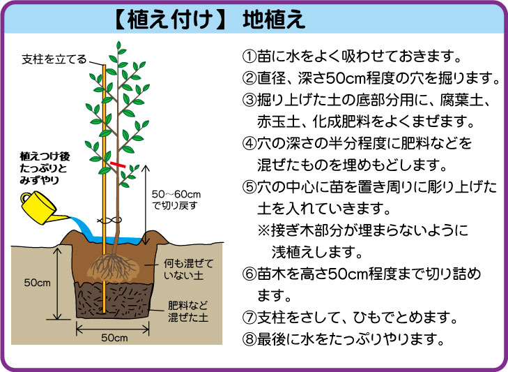 温州みかん ナンバホームセンター