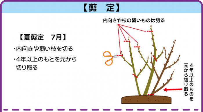 ブルーベリーの育て方 ナンバホームセンター