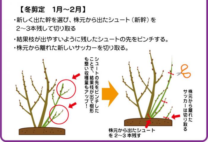 ブルーベリーの育て方 ナンバホームセンター