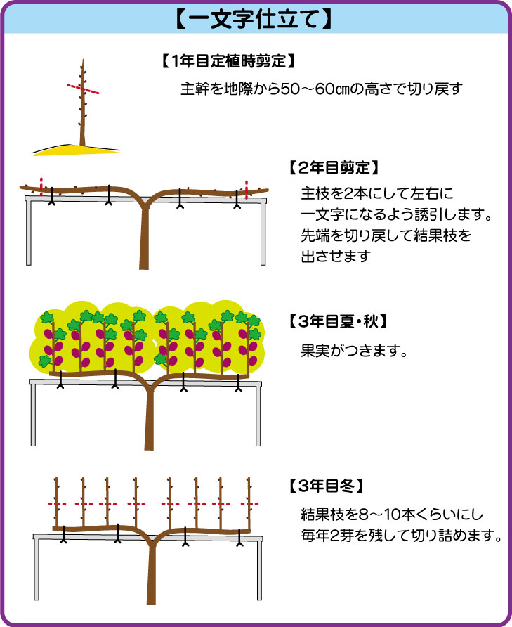 イチジク ナンバホームセンター