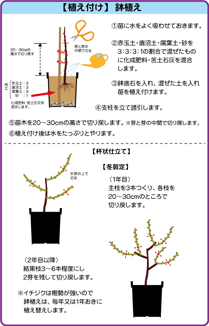 イチジク ナンバホームセンター