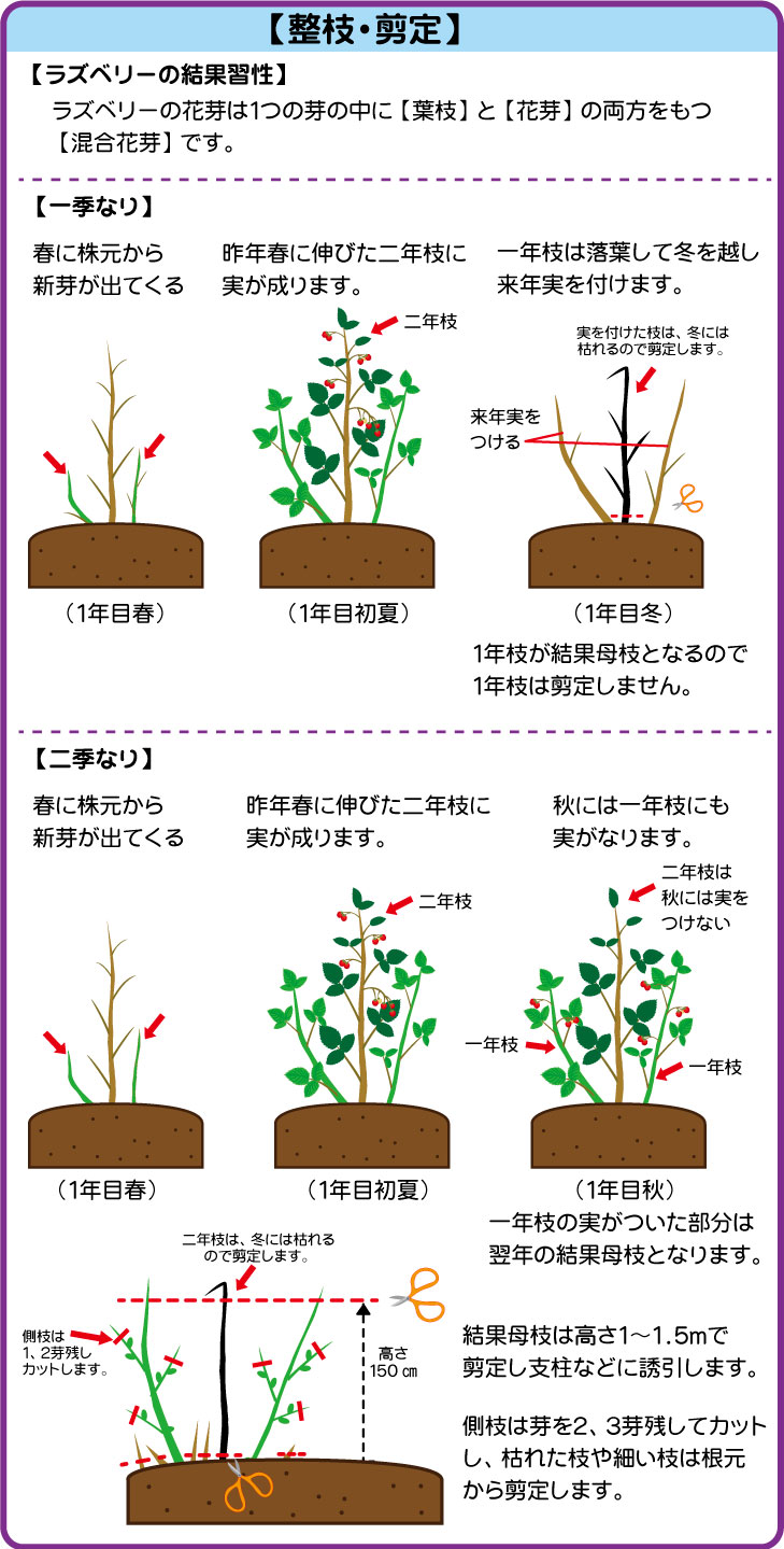 ラズベリー ナンバホームセンター