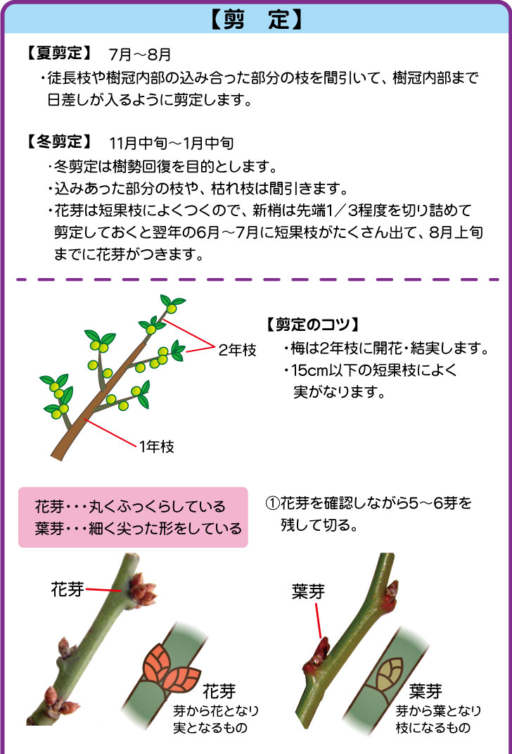 梅 ナンバホームセンター